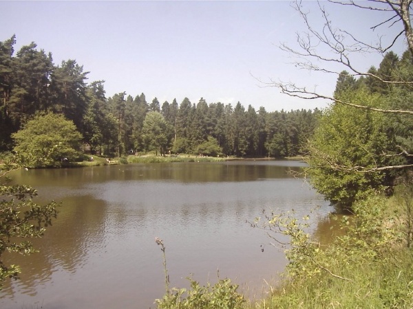 Views of the Forest of Dean