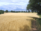 A cornfield near Newent
