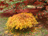 Westonbirt Arboretum