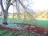 Snowdrops in Yanworth
